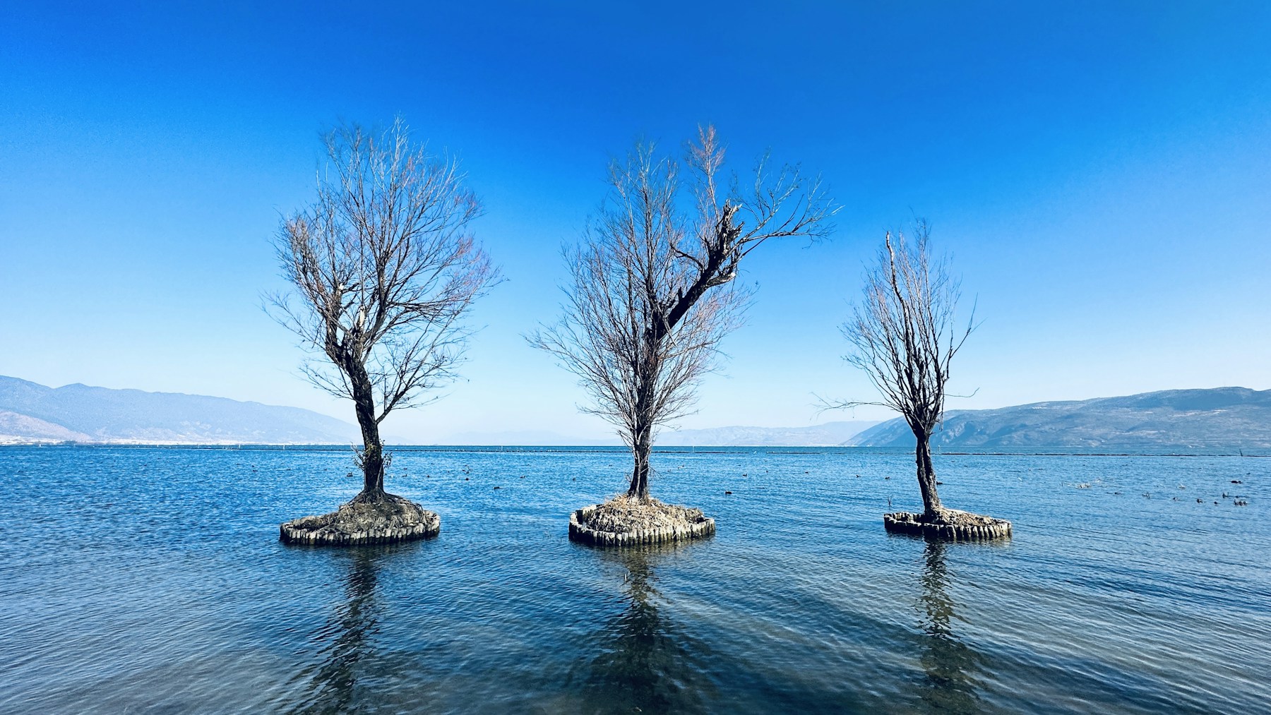 阳光下的洱海与湖中树影实景